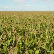 Estimativa da safra de grãos na Bahia fica mantida em 11,0 milhões de toneladas em 2023 