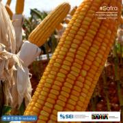 Bahia pode produzir 11,0 milhões de toneladas de grãos em 2023 