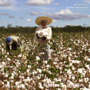 IBGE e Conab estimam produção menor de grãos na Bahia em 2024