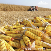 IBGE e Conab apontam recuo na safra de grãos na Bahia, com produção estimada em 11 milhões de toneladas