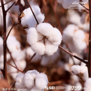 Safra de grãos na Bahia é estimada em 11,3 milhões de toneladas