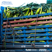 Agronegócio representa 13,7% da economia baiana no 1º trimestre de 2024