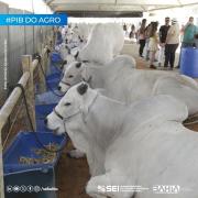 Agronegócio baiano responde por 26,5% do PIB no terceiro trimestre de 2024