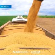 Estimativas são positivas para safra baiana de grãos em 2025