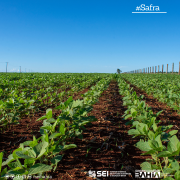 Bahia alcança safra de 12,1 milhões de toneladas de grãos em 2023