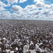        Bahia pode produzir 12,1 milhões de toneladas de grãos em 2023