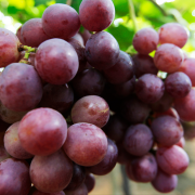 Agronegócio baiano cresce 5,4% em 2021