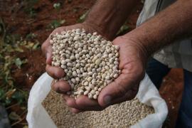 IBGE estima safra de 8,6 milhões de toneladas de grãos em 2020