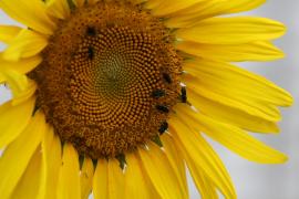 Revista Bahia Análise & Dados seleciona artigos sobre Pagamento por Serviços Ambientais (PSA) 