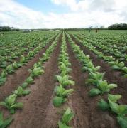 Produção de grãos na Bahia atinge 11,4 milhões de toneladas e cresce 8,2% em 2022