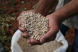 Em março, IBGE estima crescimento de 5% da produção de grãos na Bahia para 2020