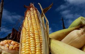 Safra de 10 milhões de toneladas de grãos é a maior da série histórica para a Bahia