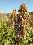 Safra de grãos na Bahia pode alcançar 10,4 milhões de toneladas em 2021