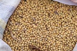 Bahia: safra de grãos deve alcançar recorde de 10,5 milhões de toneladas este ano