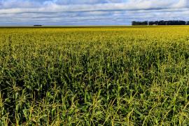 Safra de grãos alcançou 10,5 milhões de toneladas em 2021 na Bahia