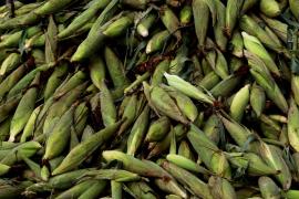 Segundo IBGE, safra de grãos da Bahia deste ano deve superar em 7% a de 2019