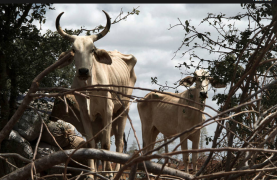SEI analisa impactos da seca no estado da Bahia nos anos de 2016 e 2017