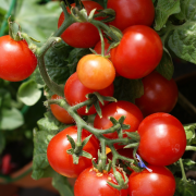 A SEI divulga Cesta Básica de Salvador com novos produtos