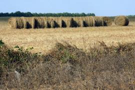 Bahia estima safra de 9,8 milhões de toneladas de grãos em 2021