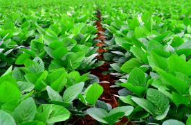 Safra de grãos do estado alcançou 9 milhões de toneladas em 2019