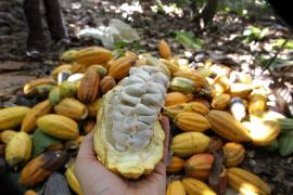 Em fevereiro, IBGE prevê alta de 6,1% na safra de grãos de 2020 na Bahia