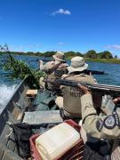 Cerca de 15 mil pés de maconha são erradicados em Curaçá