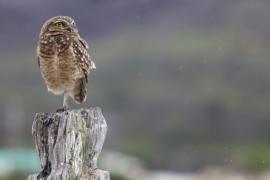 Imagem: Alberto Maraux/ Ascom SSPBA