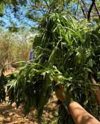 WhatsApp-Image-2023-11-09-at-08.52.00-1