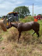 Foto: Divulgação BM
