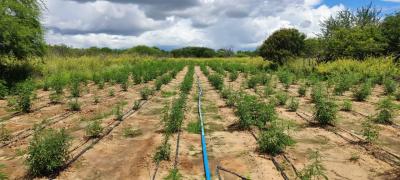 WhatsApp Image 2024-04-13 at 16.19.25