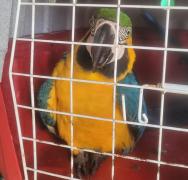 Divulgação/ Polícia Militar - DCS