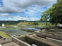 Estação de Piscicultura Rodolpho Von Inhering (Pedra do Cavalo)