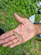 Pesque PAD Baixa Grande 2