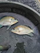 Pesque PAD Baixa Grande 1