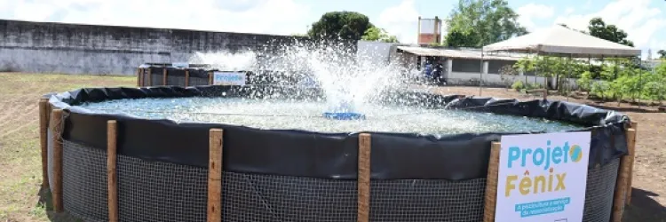 Projeto Fênix