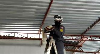cobra.jpg