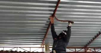 cobra1.jpg