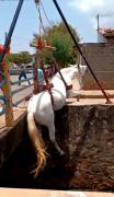 cavalo5.jpg