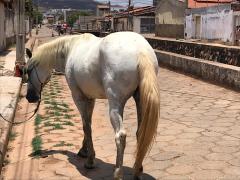 cavalo.jpg