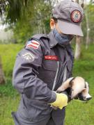 tamandua.jpg