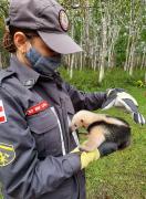 tamandua1.jpg