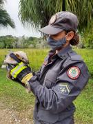 tamandua2.jpg