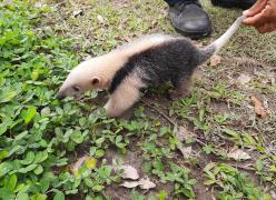 tamandua3.jpg