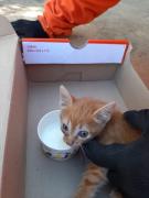 gato.jpg