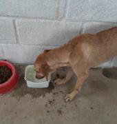 cachorro.jpg