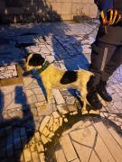 cachorrotelhado1.jpg