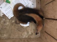 tamandua.jpg