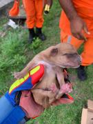 cachorro5.jpg