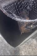 cachorro1.jpg