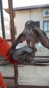 gaviao1.jpg